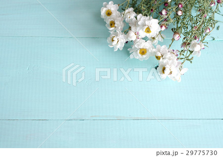 はなかんざし 29775730