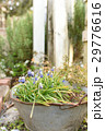 ムスカリのある風景 29776616