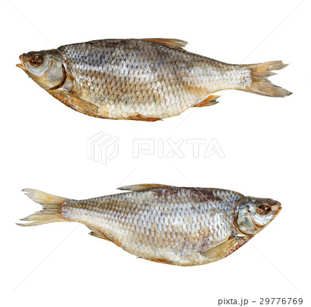 Two sea roaches isolated, top view 29776769