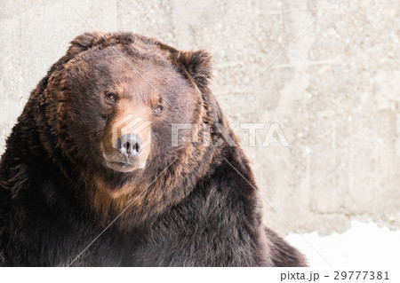 熊 29777381