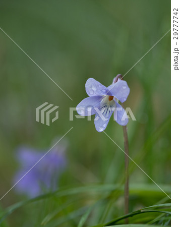 春の野のタチツボスミレ 春の野のタチツボスミレ 29777742