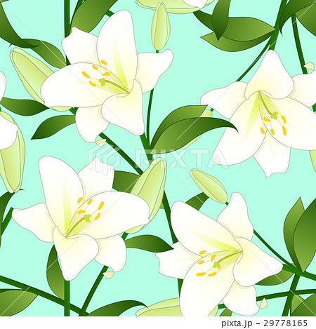 Lilium candidum, White Lily on Green Background. 29778165
