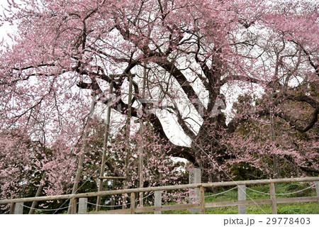 桜 29778403
