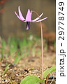 カタクリの花 29778749