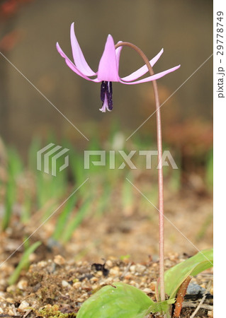 カタクリの花 29778749