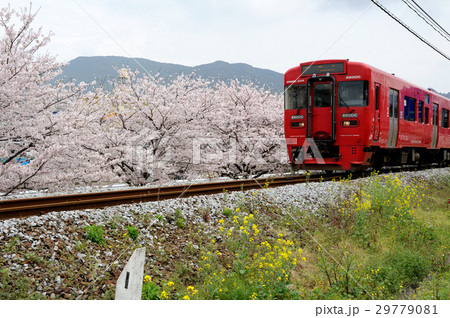 桜と列車、春風 29779081