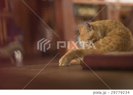 Fat kitty cat sleep on the floor Fat kitty cat sleep on the floor 29779234