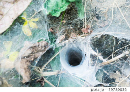 funnel weaving spider deep in nature. funnel weaving spider deep in nature. 29780036