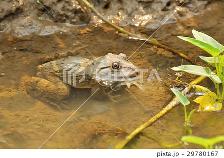 Thai frog in pond. 29780167