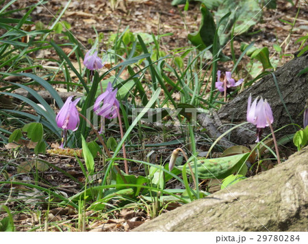 カタクリ群生 29780284