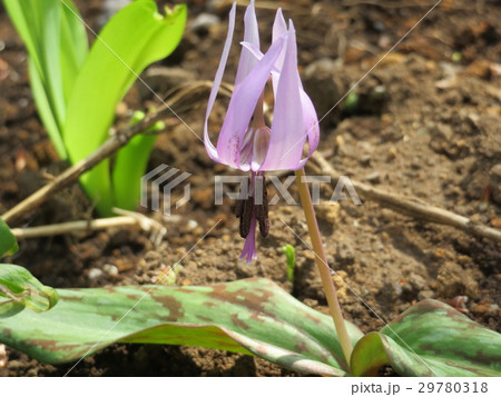 カタクリの花 29780318