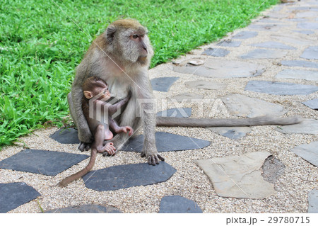 Mother Monkey takes care of its baby. 29780715
