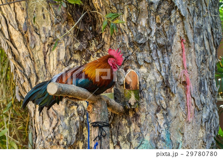 bantam perches on the branch. bantam perches on the branch. 29780780
