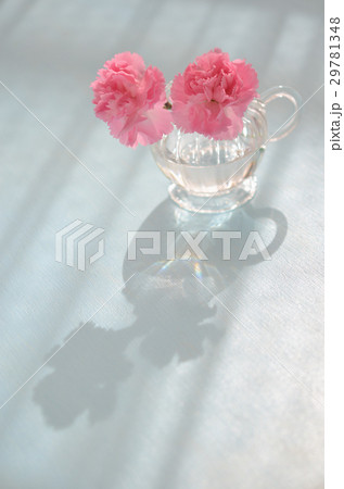 ピンクのカーネーション（花言葉は「感謝」です） 29781348