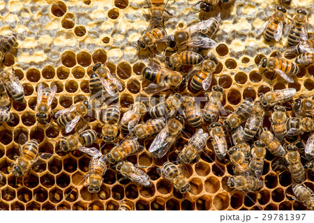 closeup of bees on honeycomb in apiary 29781397