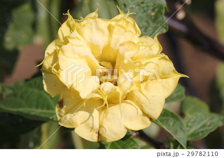 ヤエチョウセンアサガオ ヤエチョウセンアサガオ 29782110