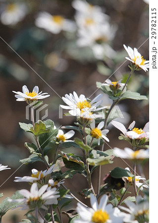 リュウノウギク リュウノウギク 29782115