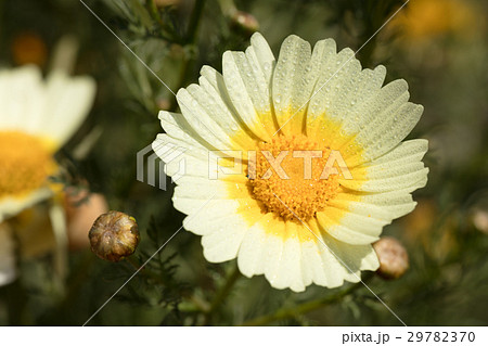 daisy with dew drops 29782370
