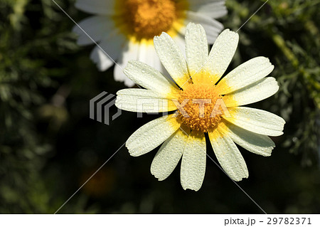 daisy with dew drops daisy with dew drops 29782371