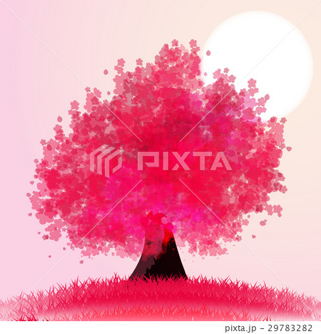 beautiful cherry blossom tree. beautiful cherry blossom tree. 29783282