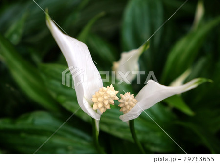Blooming Spathiphyllum 29783655