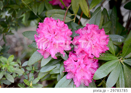赤いシャクナゲ 赤いシャクナゲ 29783785