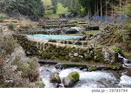 ワサビ田 29783794