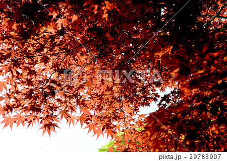 紅葉 29783907