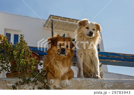 Two dogs in Greece 29783943