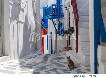 Pet cat on the streets of Greece 29783950