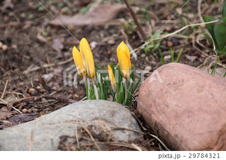Yellow crocus flowers in spring 29784321