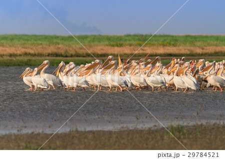 white pelicans (pelecanus onocrotalus) white pelicans (pelecanus onocrotalus) 29784521