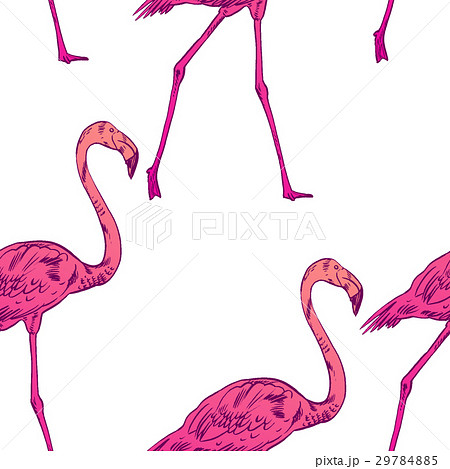 Pink flamingo illustration Pink flamingo illustration 29784885