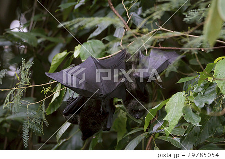 ねぐらの森でぶら下がるオガサワラオオコウモリの写真素材 ねぐらの森でぶら下がるオガサワラオオコウモリの写真素材
