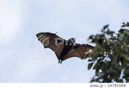 ねぐらに帰るオガサワラオオコウモリ ねぐらに帰るオガサワラオオコウモリ 29785068