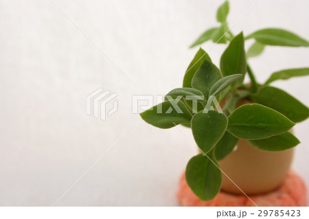 ハナヅルソウ 29785423