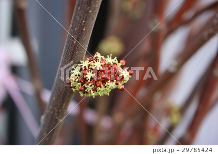 オオバベニガシワの花 29785424