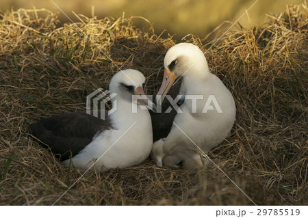 コアホウドリのカップル コアホウドリのカップル 29785519