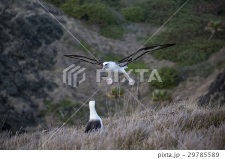 コアホウドリのカップル 29785589