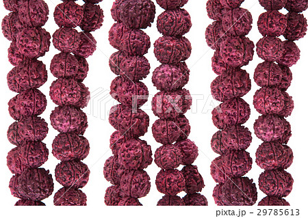 Seeds of the sacred Rudraksha tree 29785613