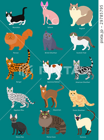 猫の種類セット 名前付きのイラスト素材