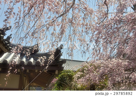 専称寺枝垂桜と屋根瓦の趣き 専称寺枝垂桜と屋根瓦の趣き 29785892