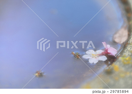 水面に散った桜の花びらの趣き 水面に散った桜の花びらの趣き 29785894
