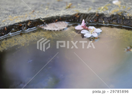 水面の映り込みと桜の花びらの趣きの写真素材