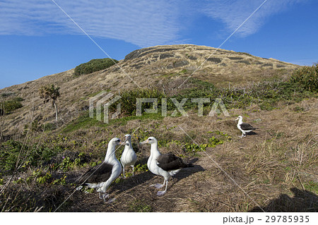 集まる若いコアホウドリ 集まる若いコアホウドリ 29785935
