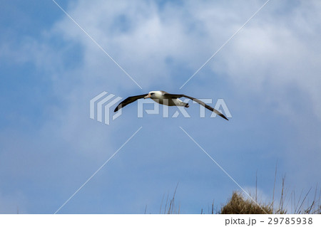 空を飛ぶコアホウドリ 29785938