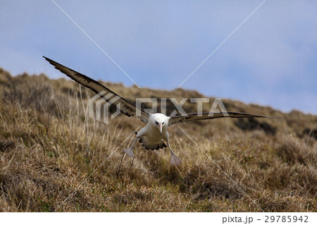 空を飛ぶコアホウドリ 29785942