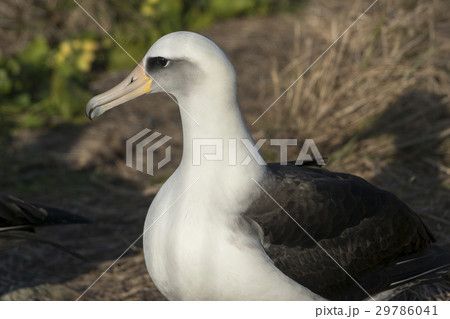 コアホウドリ コアホウドリ 29786041