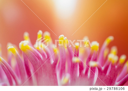 Closeup Cannonball flower of Cannonball Tree 29786106