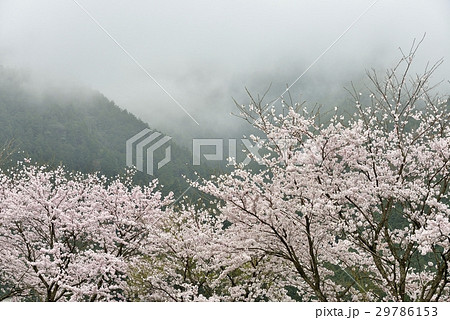 山霧と桜の趣き 山霧と桜の趣き 29786153